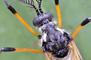 Crane fly (Gynoplistia sp) (Gynoplistia sp)